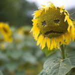 sad sunflower