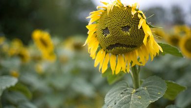 sad sunflower