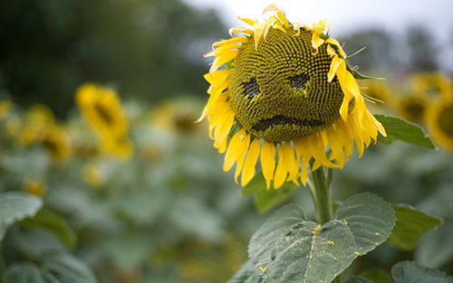 sad sunflower