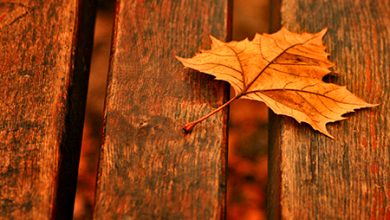Back Porch Fall Leaves Photography Autumn Hd Wallpaper 1848788