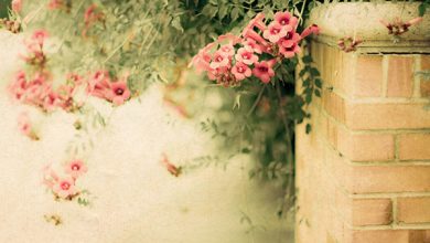 Flowersroses