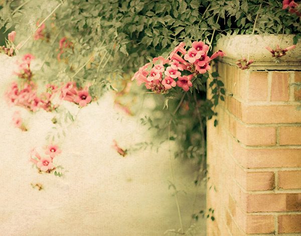 Flowersroses
