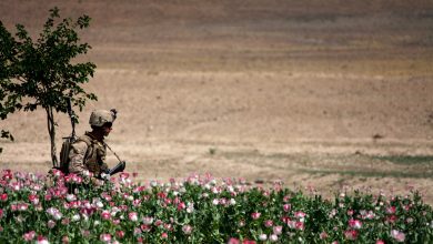 Opium Fields 17