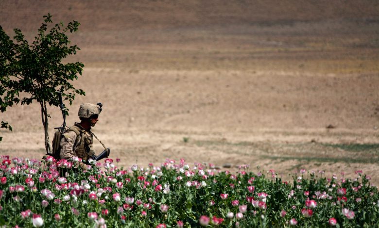 Opium fields 17