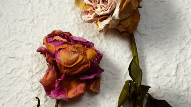 Deadroses 3