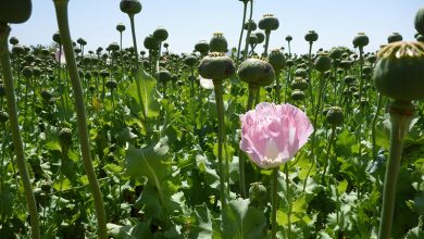 Opium Fields9