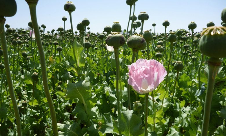 Opium fields9