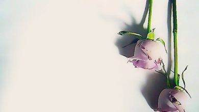 Flowerrose