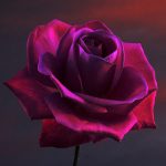 Rose Flower Beautiful Coloured Hd Pics Download