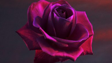Rose flower beautiful coloured hd pics download