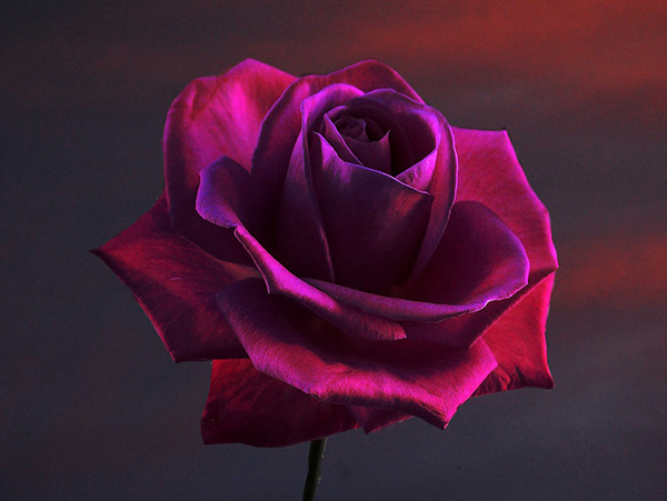 Rose flower beautiful coloured hd pics download