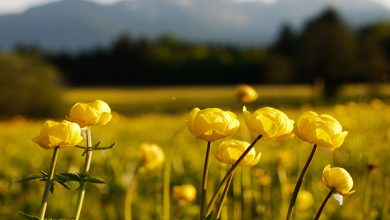 Meadow Globe Flower Blur Flowers Wallpaper