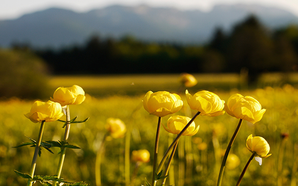 Meadow globe flower blur flowers wallpaper