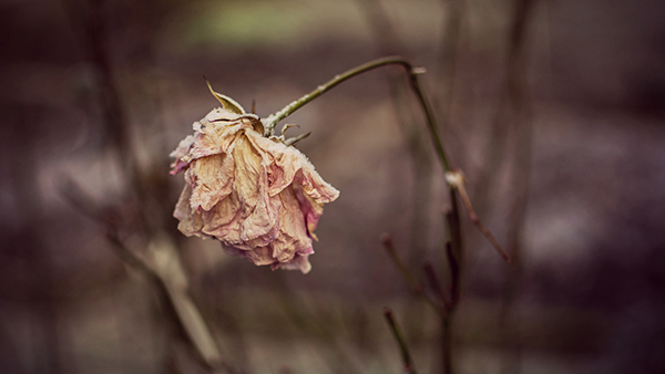 Died rose