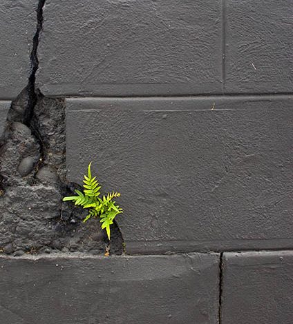 7 20 10 determined plant