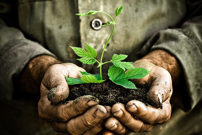 Farmer holding plant