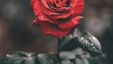 Rose1496062031456 07b8f162a322