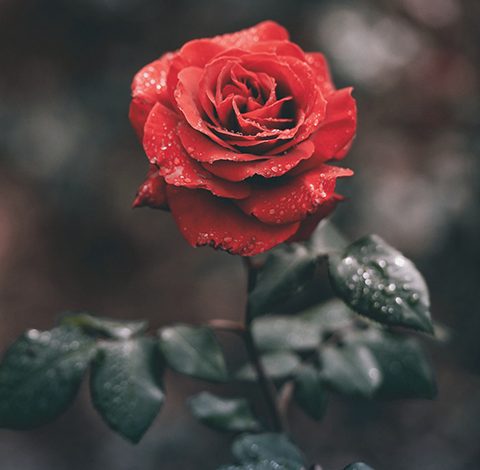 Rose1496062031456 07b8f162a322