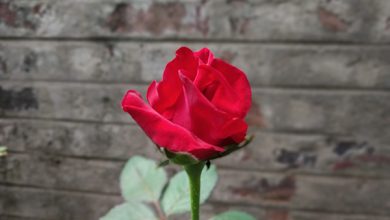 Roseflower
