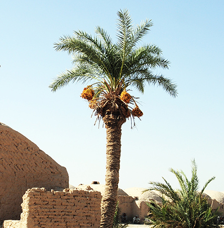 Farah