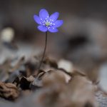 Flowerphotofeat