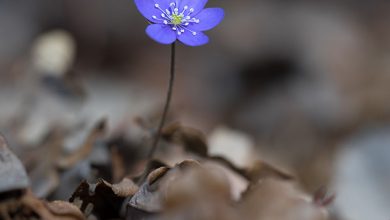 Flowerphotofeat