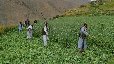 Operation To Destroy Drug Farms Continue In Afghanistan