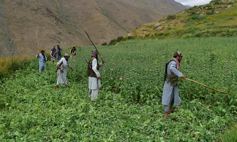 Operation To Destroy Drug Farms Continue In Afghanistan