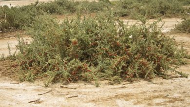 Algharqad